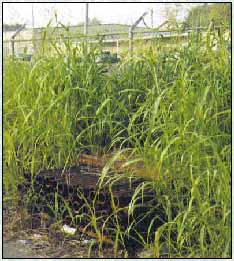 BareSpot Weed Control
